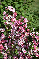 Czechmark Trilogy Weigela (Weigela florida 'VUKOZGemini') at Peter Knippel Garden Centre