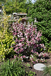 Czechmark Trilogy Weigela (Weigela florida 'VUKOZGemini') at Peter Knippel Garden Centre