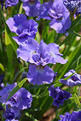 Double Standard Siberian Iris (Iris sibirica 'Double Standard') at Lakeshore Garden Centres