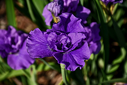 Kaboom Siberian Iris (Iris sibirica 'Kaboom') at Lakeshore Garden Centres