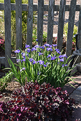 Double Standard Siberian Iris (Iris sibirica 'Double Standard') at Lakeshore Garden Centres