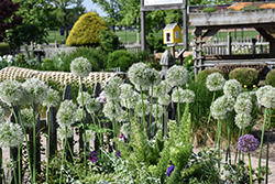Mount Everest Ornamental Onion (Allium 'Mount Everest') at Lakeshore Garden Centres
