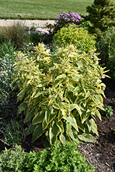 Axminster Gold Russian Comfrey (Symphytum x uplandicum 'Axminster Gold') at Lakeshore Garden Centres