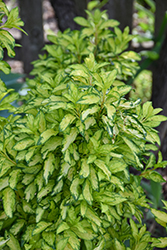 Fiesta Forsythia (Forsythia x intermedia 'Fiesta') at Lakeshore Garden Centres
