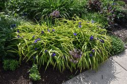Sweet Kate Spiderwort (Tradescantia x andersoniana 'Sweet Kate') at Green Thumb Garden Centre