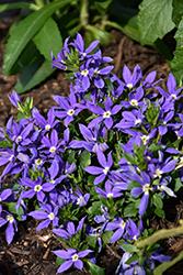 Stardiva Blue Fan Flower (Scaevola aemula 'Stardiva Blue') at Lakeshore Garden Centres