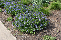 Blue Ice Star Flower (Amsonia tabernaemontana 'Blue Ice') at Peter Knippel Garden Centre