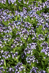 Blue Ice Star Flower (Amsonia tabernaemontana 'Blue Ice') at Peter Knippel Garden Centre