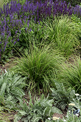 Autumn Moor Grass (Sesleria autumnalis) at Green Thumb Garden Centre