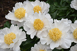Jan Van Leeuwen Peony (Paeonia 'Jan Van Leeuwen') at Peter Knippel Garden Centre