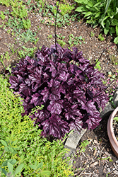 Forever Purple Coral Bells (Heuchera 'Forever Purple') at Peter Knippel Garden Centre