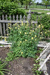 Golden Columbine (Aquilegia chrysantha) at Lakeshore Garden Centres