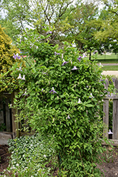 Betty Corning Clematis (Clematis viticella 'Betty Corning') at Peter Knippel Garden Centre