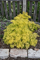 Lemony Lace Elder (Sambucus racemosa 'SMNSRD4') at Peter Knippel Garden Centre