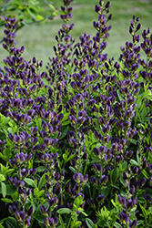 Indigo Spires False Indigo (Baptisia 'Indigo Spires') at Lakeshore Garden Centres