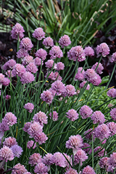 Forescate Chives (Allium schoenoprasum 'Forescate') at Lakeshore Garden Centres