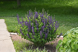 Decadence Sparkling Sapphires False Indigo (Baptisia 'Sparkling Sapphires') at Peter Knippel Garden Centre