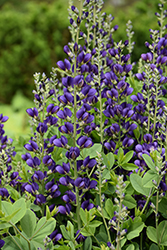 Decadence Sparkling Sapphires False Indigo (Baptisia 'Sparkling Sapphires') at Peter Knippel Garden Centre