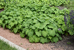 Autumn Bride Hairy Alumroot (Heuchera villosa 'Autumn Bride') at Peter Knippel Garden Centre