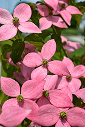 Scarlet Fire Flowering Dogwood (Cornus kousa 'Rutpink') at Lakeshore Garden Centres
