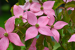 Scarlet Fire Flowering Dogwood (Cornus kousa 'Rutpink') at Lakeshore Garden Centres