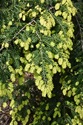 New Gold Hemlock (Tsuga canadensis 'New Gold') at Lakeshore Garden Centres