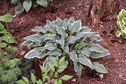 Venetian Skies Hosta (Hosta 'Venetian Skies') at Lakeshore Garden Centres