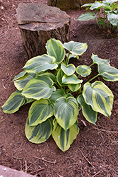 Earth Angel Hosta (Hosta 'Earth Angel') at Peter Knippel Garden Centre