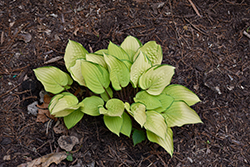 Paradise Island Hosta (Hosta 'Paradise Island') at Lakeshore Garden Centres