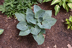 Truly An Honor Hosta (Hosta 'Truly An Honor') at Lakeshore Garden Centres