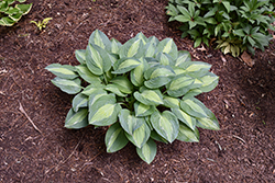 Kiwi Full Monty Hosta (Hosta 'Kiwi Full Monty') at Lakeshore Garden Centres