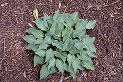 Getmsone Hosta (Hosta 'Gemstone') at Lakeshore Garden Centres