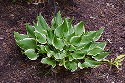 Bachelor Party Hosta (Hosta 'Bachelor Party') at Lakeshore Garden Centres