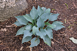 Purple Verticulated Elf Hosta (Hosta 'Purple Verticulated Elf') at Lakeshore Garden Centres
