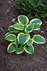 Formal Attire Hosta (Hosta 'Formal Attire') at Lakeshore Garden Centres