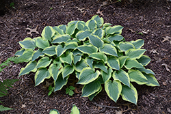 Pacific Sunsest Hosta (Hosta 'Pacific Sunset') at Lakeshore Garden Centres