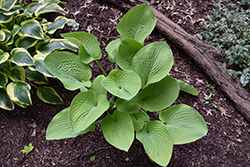 World Cup Hosta (Hosta 'World Cup') at Lakeshore Garden Centres