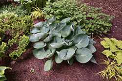 Love Pat Hosta (Hosta 'Love Pat') at Lakeshore Garden Centres