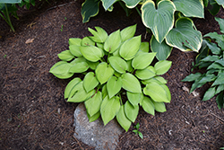 Emily Dickinson Hosta (Hosta 'Emily Dickinson') at Lakeshore Garden Centres
