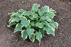 Dark Star Hosta (Hosta 'Dark Star') at Lakeshore Garden Centres