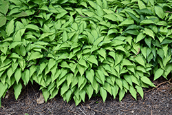 Twist Of Lime Hosta (Hosta 'Twist Of Lime') at Lakeshore Garden Centres