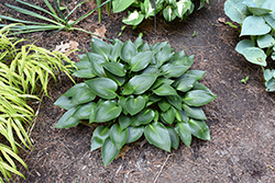 Devon Green Hosta (Hosta 'Devon Green') at Peter Knippel Garden Centre