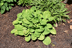 Eye Catcher Hosta (Hosta 'Eye Catcher') at Lakeshore Garden Centres