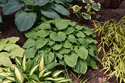 Marilyn Monroe Hosta (Hosta 'Marilyn Monroe') at Lakeshore Garden Centres