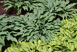 Twilight Time Hosta (Hosta 'Twilight Time') at Lakeshore Garden Centres