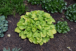 Appletini Hosta (Hosta 'Appletini') at Lakeshore Garden Centres