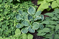Pizzazz Hosta (Hosta 'Pizzazz') at Lakeshore Garden Centres