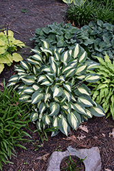 Little Treasure Hosta (Hosta 'Little Treasure') at Lakeshore Garden Centres