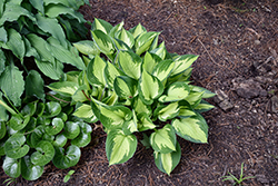 Whirlwind Hosta (Hosta 'Whirlwind') at Green Thumb Garden Centre