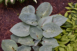 Silver Bay Hosta (Hosta 'Silver Bay') at Lakeshore Garden Centres